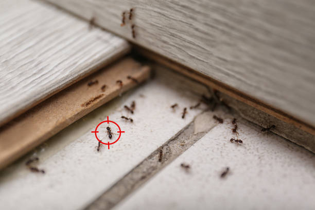 Real Estate Pest Inspections in River Oaks, TX